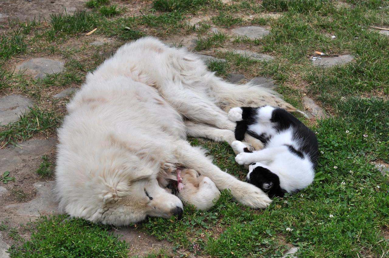 Bed & Breakfast Popamuseum Tarpesti Strada Muzeului Nr 28 Tîrpeşti Kültér fotó