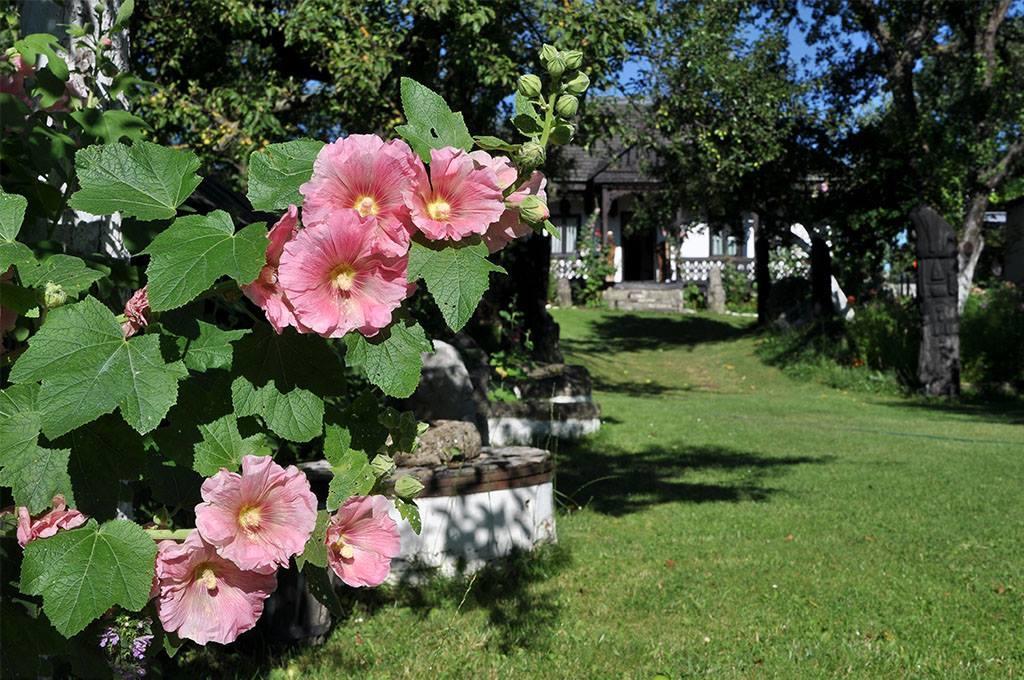 Bed & Breakfast Popamuseum Tarpesti Strada Muzeului Nr 28 Tîrpeşti Kültér fotó